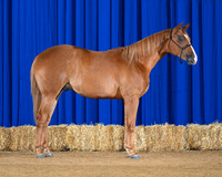 horse3_8755-right