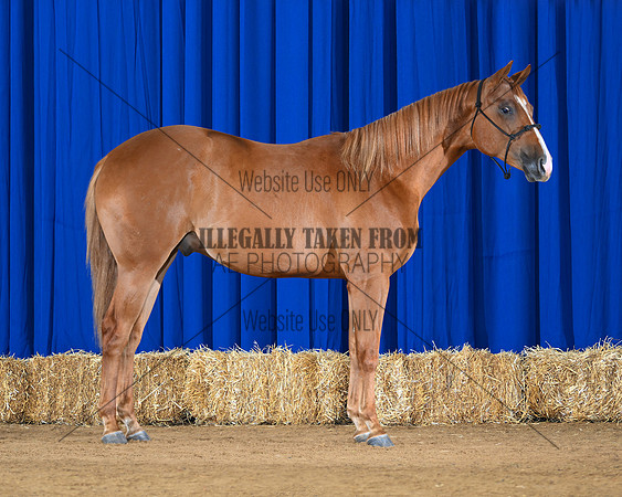 horse3_8755-right