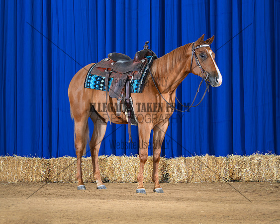 horse3_8755-saddle