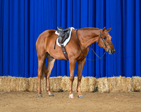 Eden_8755-saddle