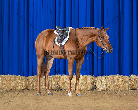 Eden_8755-saddle