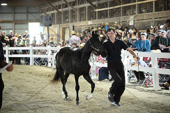 AJB_0695