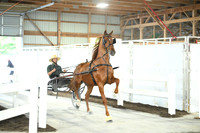 Stallion A