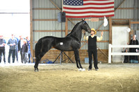 Stallion C