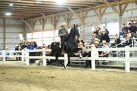 Stallion E