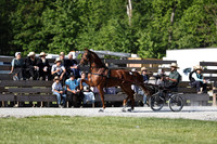 Stallion A