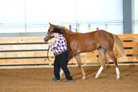 Amateur 1 Year Mares