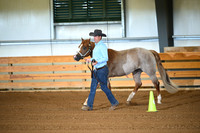 Amateur 3 Year Old Stallion