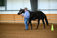 Open 2 Year Old Stallion