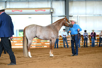 Open 3 Year Old Stallion