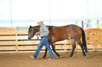 Open Aged Geldings