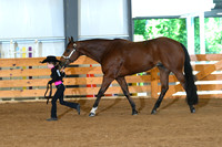Youth Aged Geldings