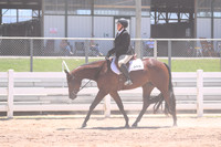 Amateur Walk Trot Hunter Under Saddle