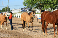 Youth Ranch Conformation