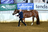 AJB_4158