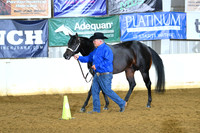 Amateur and Open Three Year Old Stallions