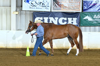 Open Three Year Old Geldings