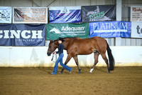 Youth Performance Geldings