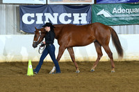 Youth Two Year Old Geldings