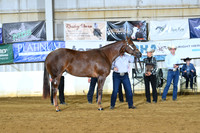 Amateur Yearling Mares