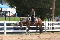 Lvl 1 Amateur Western Pleasure