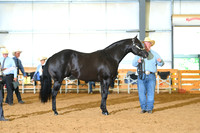 AJB_0757