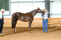 2 Year Old Stallions