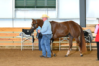 3 Year Old Mare