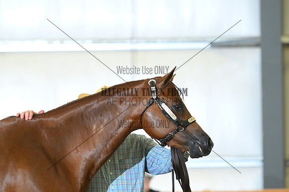 AJB_0731