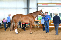 AJB_0599