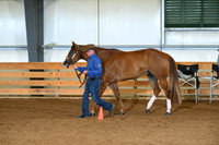 Amatuer 3 Year Old Geldings