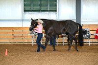 Amatuer Aged Geldings