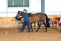 Amatuer Performance Geldings