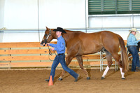 Open 3 Year Old Geldings
