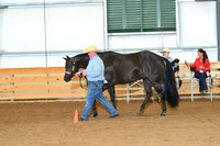 Open Aged Geldings