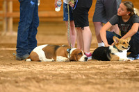 Open Performance Geldings