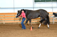Youth Aged Geldings