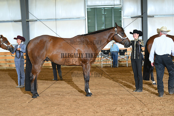 AJB_0554