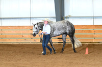 Youth Performance  Geldings