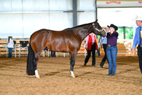 AJB_0431