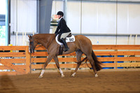 Level 1 Amatuer Walk Trot Hunter Under Saddle