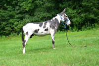 AJB_0819