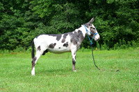 AJB_0822
