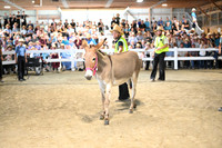 AJB_9214