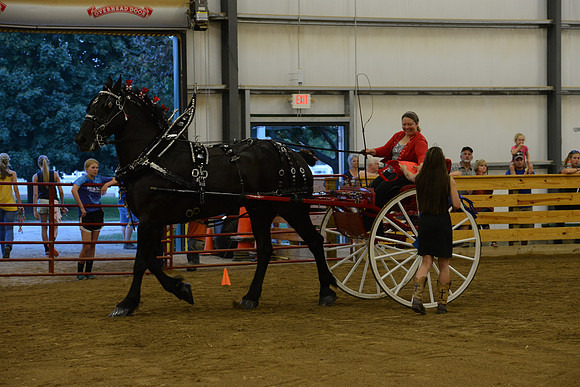 Ladies Cart_Percheron-30