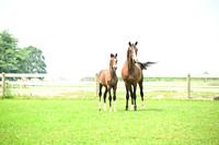 AJB_4770
