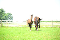 AJB_4771