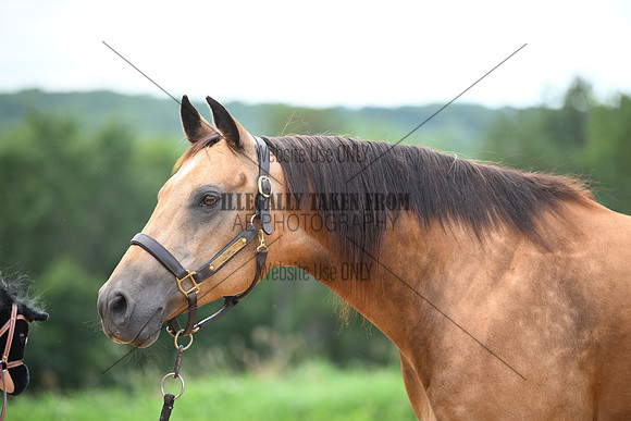 AJB_2763