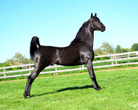 aaronesh_4885