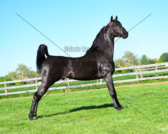 aaronesh_4885